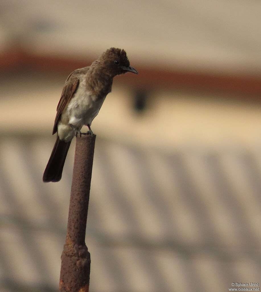 Bulbul des jardins