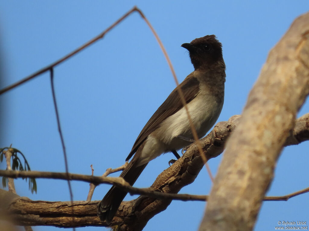 Bulbul des jardinsadulte