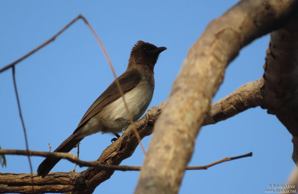 Common Bulbuladult