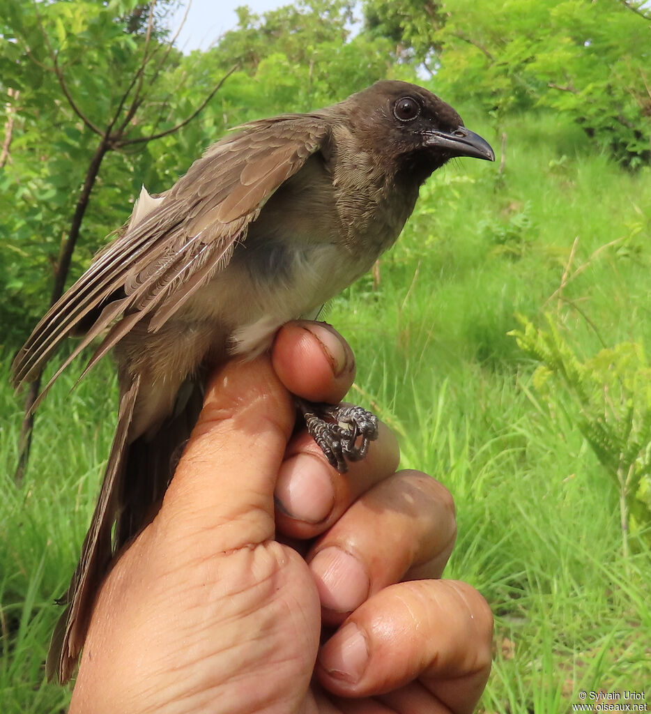 Common Bulbuladult