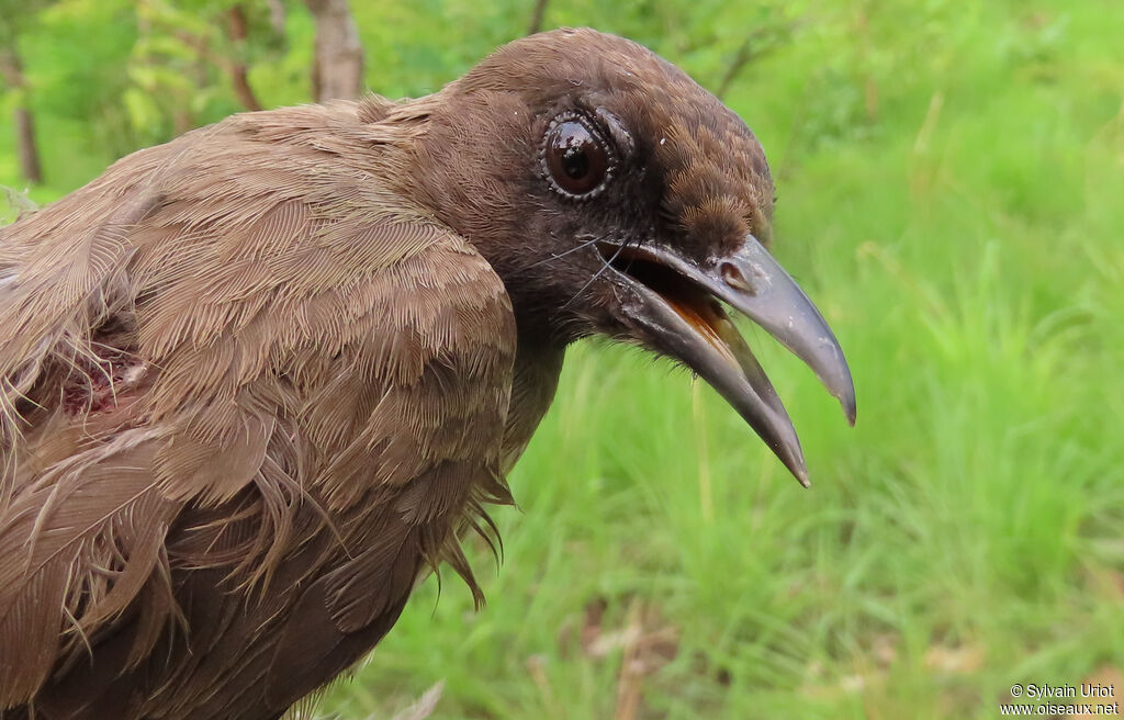 Bulbul des jardinsadulte