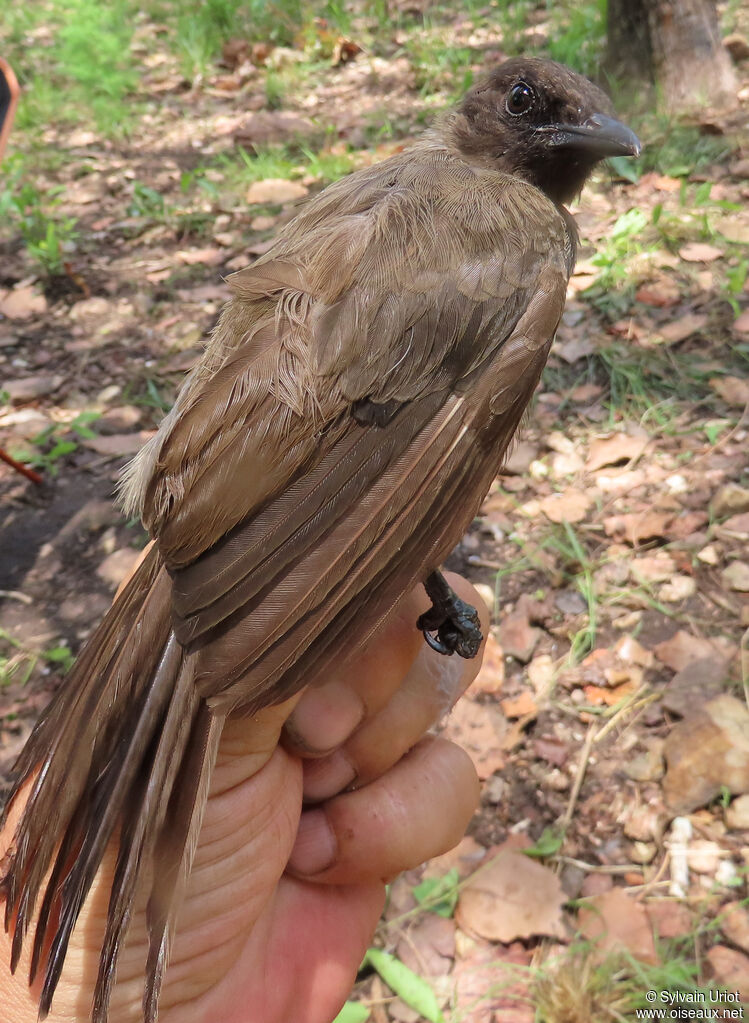 Common Bulbuladult