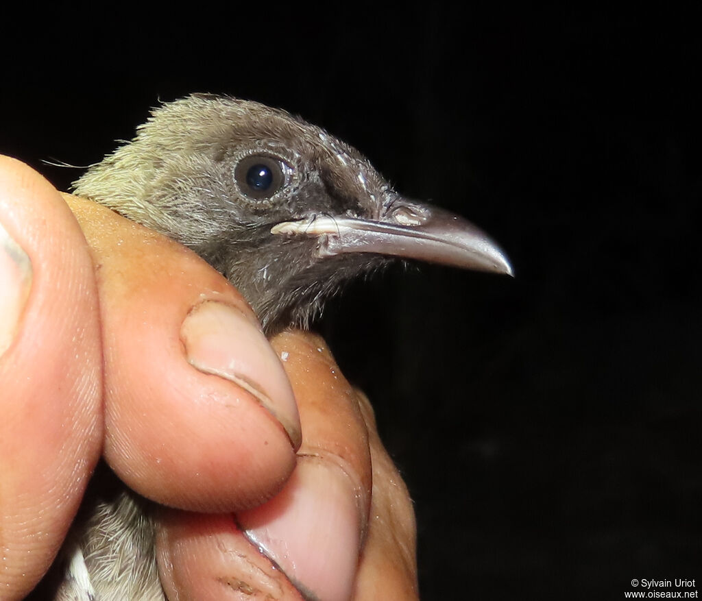 Bulbul des jardinsjuvénile
