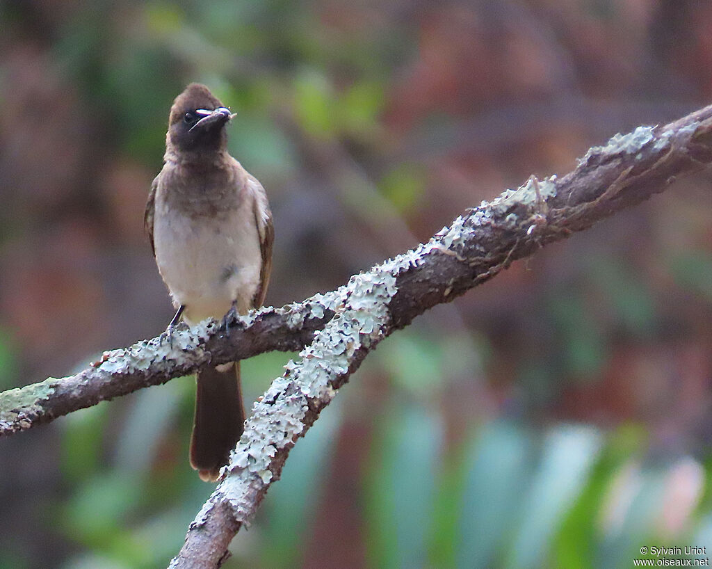 Bulbul des jardinsadulte