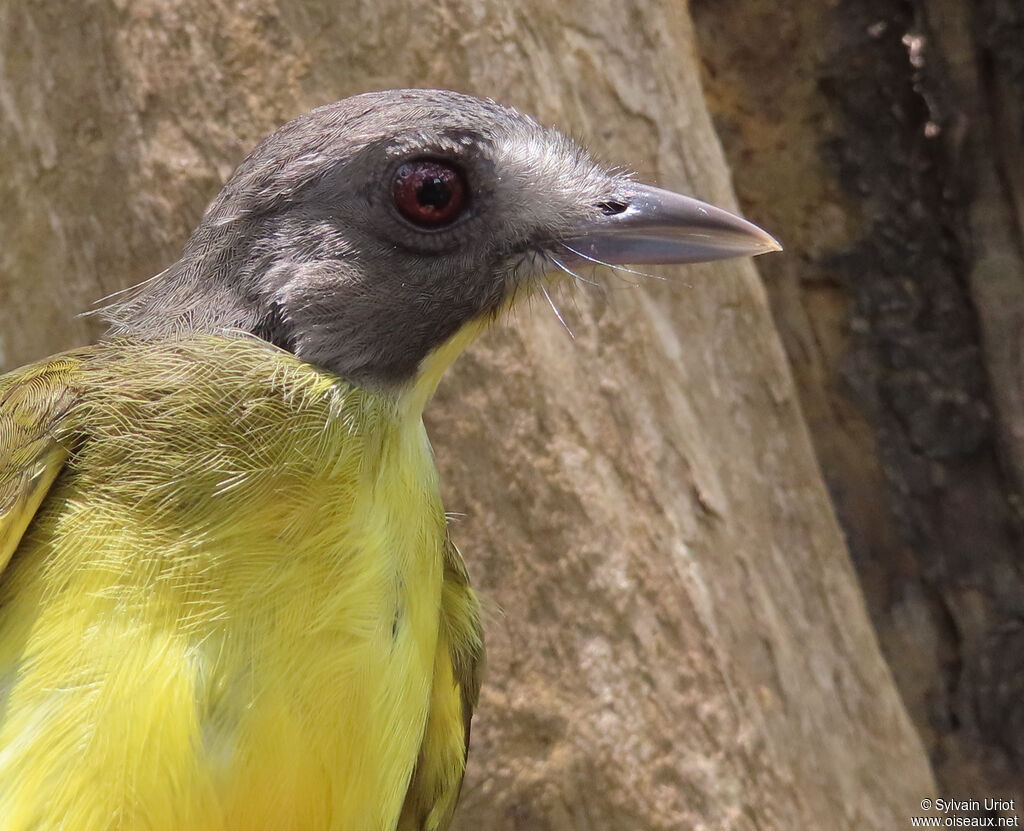 Bulbul fourmilieradulte
