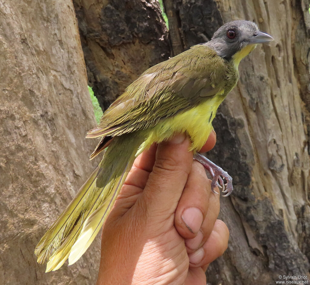 Grey-headed Bristlebilladult