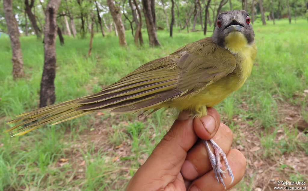 Bulbul fourmilieradulte