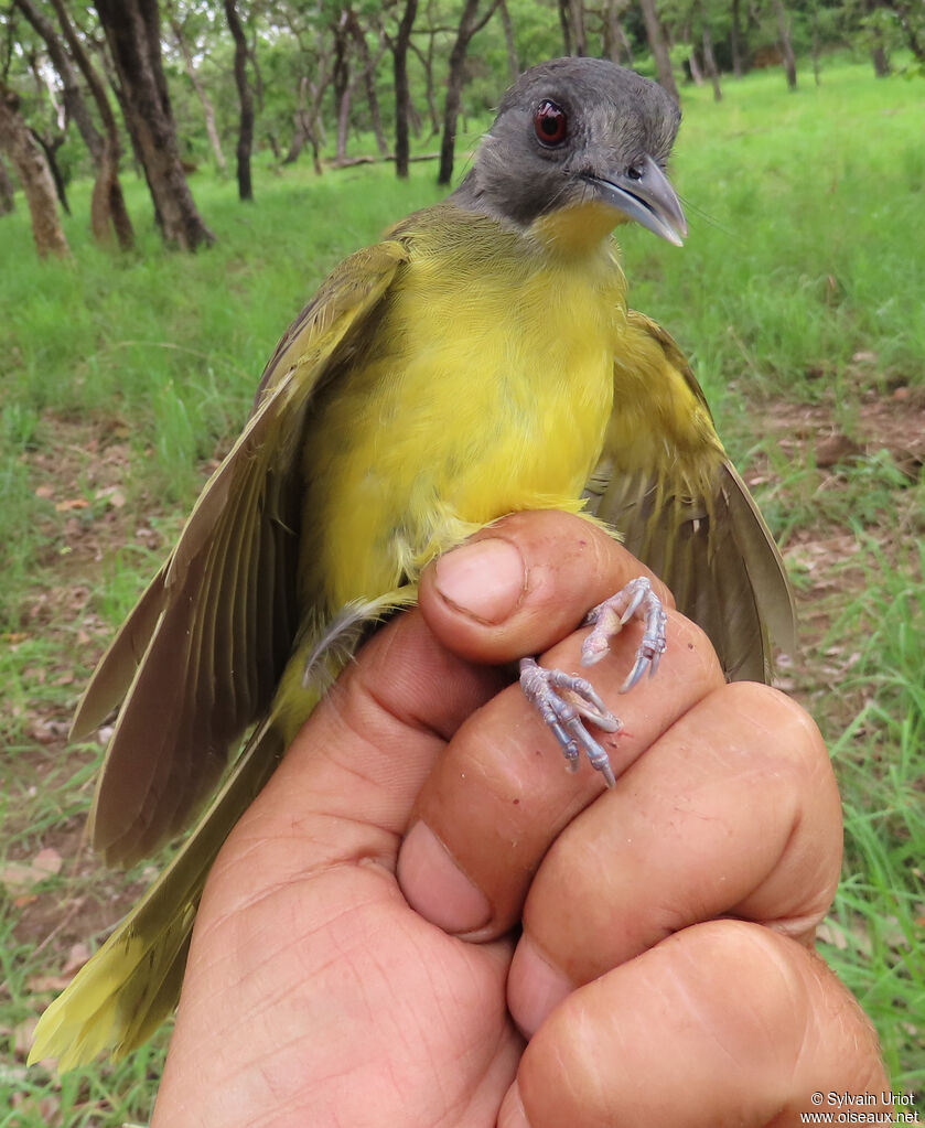 Grey-headed Bristlebilladult