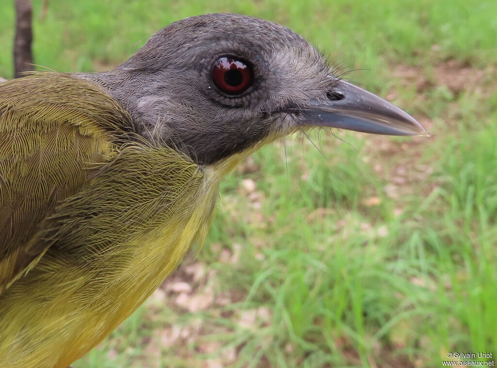 Bulbul fourmilieradulte