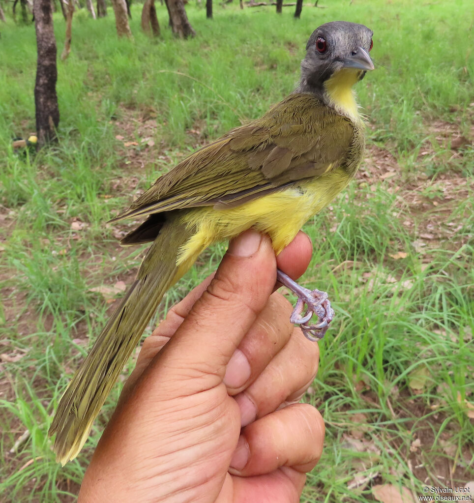 Bulbul fourmilieradulte