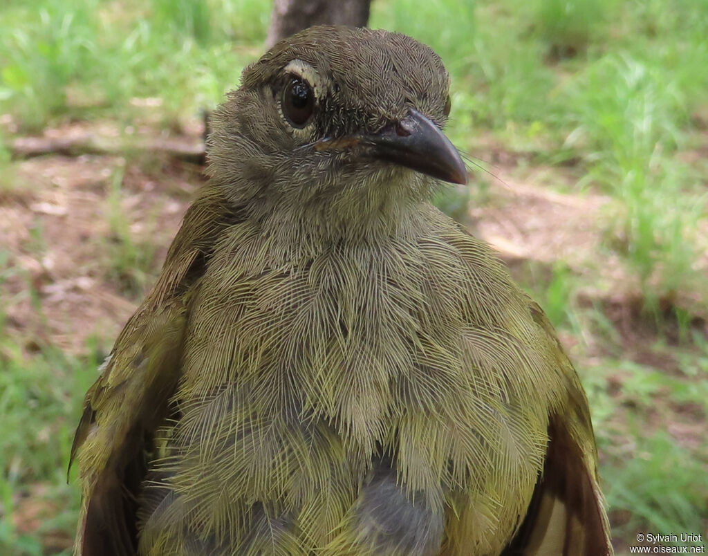 Little Grey Greenbuladult