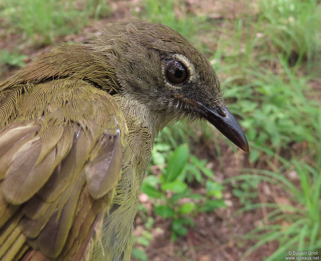 Bulbul gracileadulte