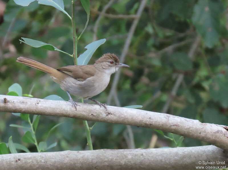 Terrestrial Brownbuladult