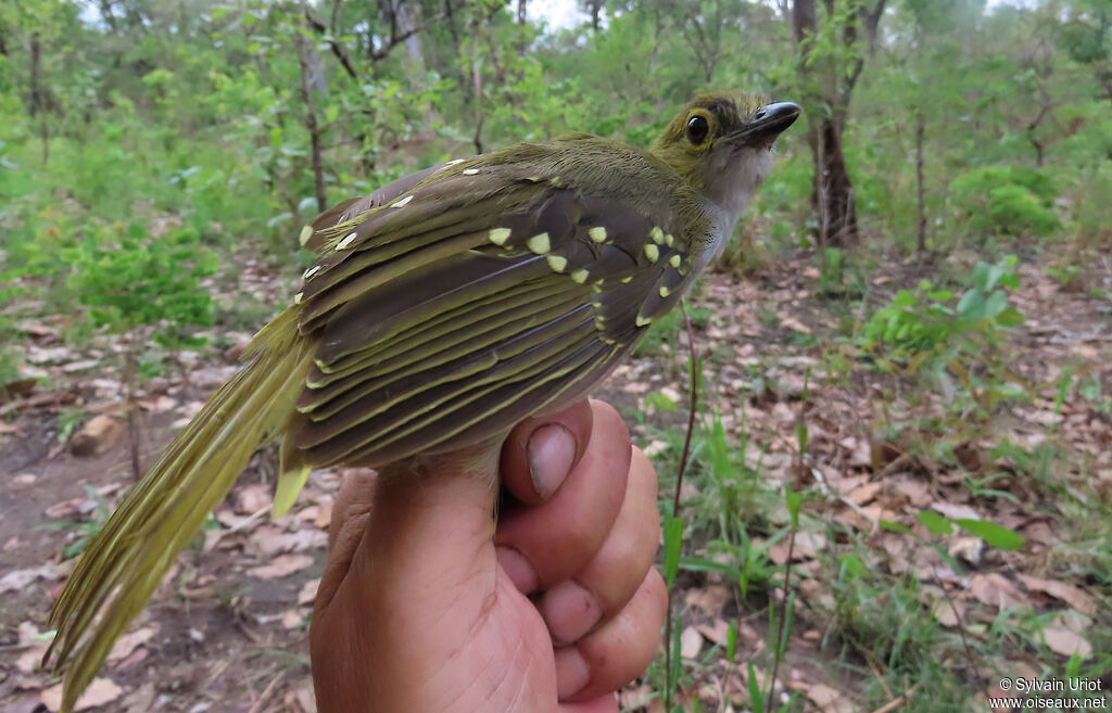 Bulbul nicatoradulte