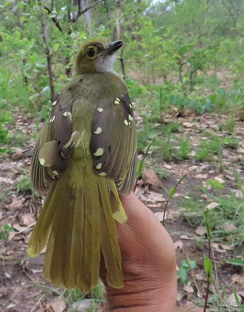 Western Nicatoradult