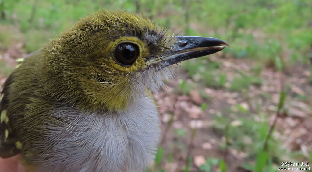 Western Nicatoradult