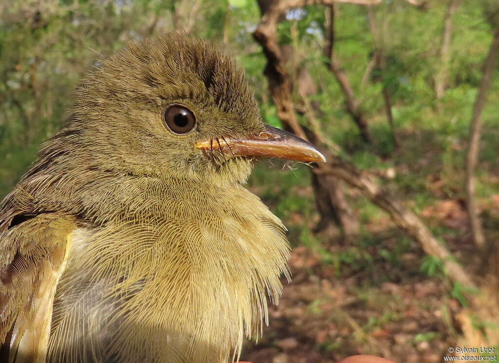 Bulbul verdâtreadulte