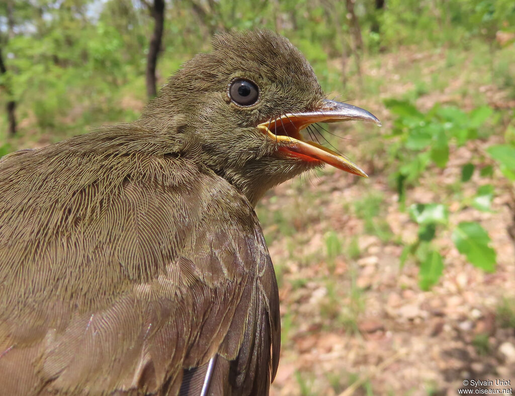 Bulbul verdâtreadulte