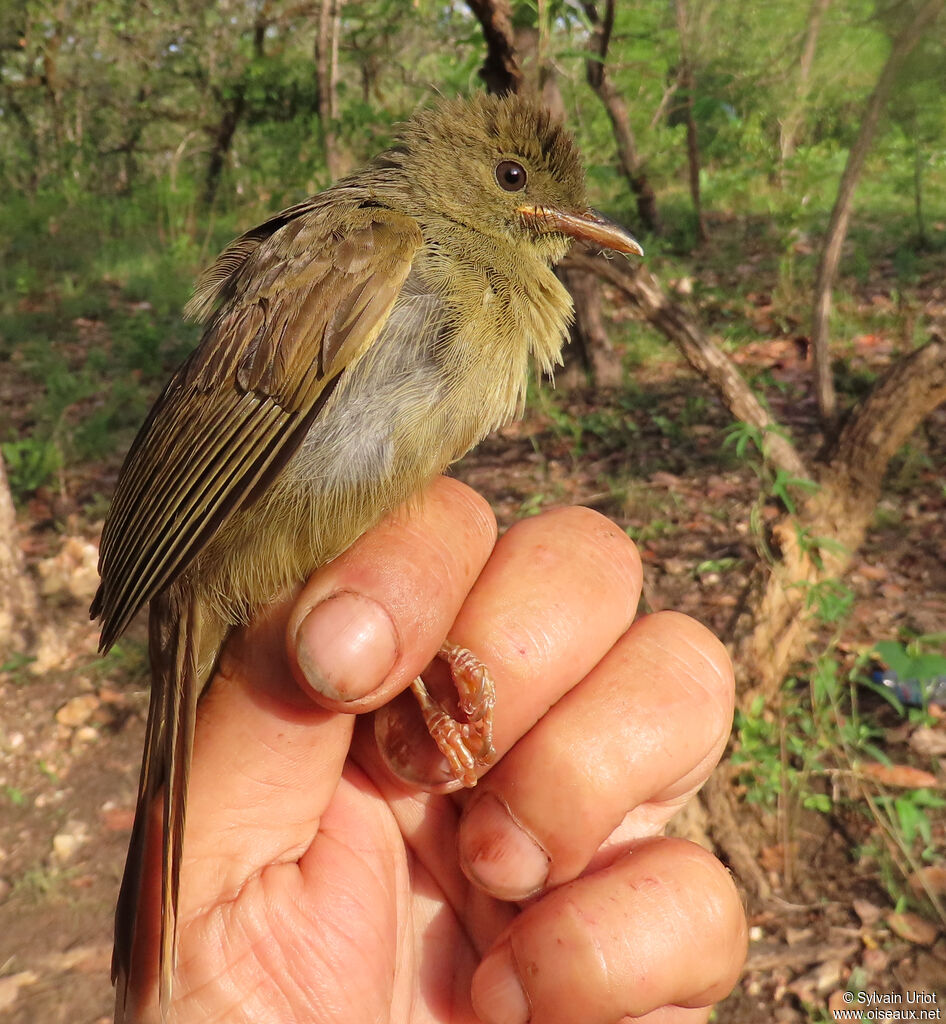 Bulbul verdâtreadulte