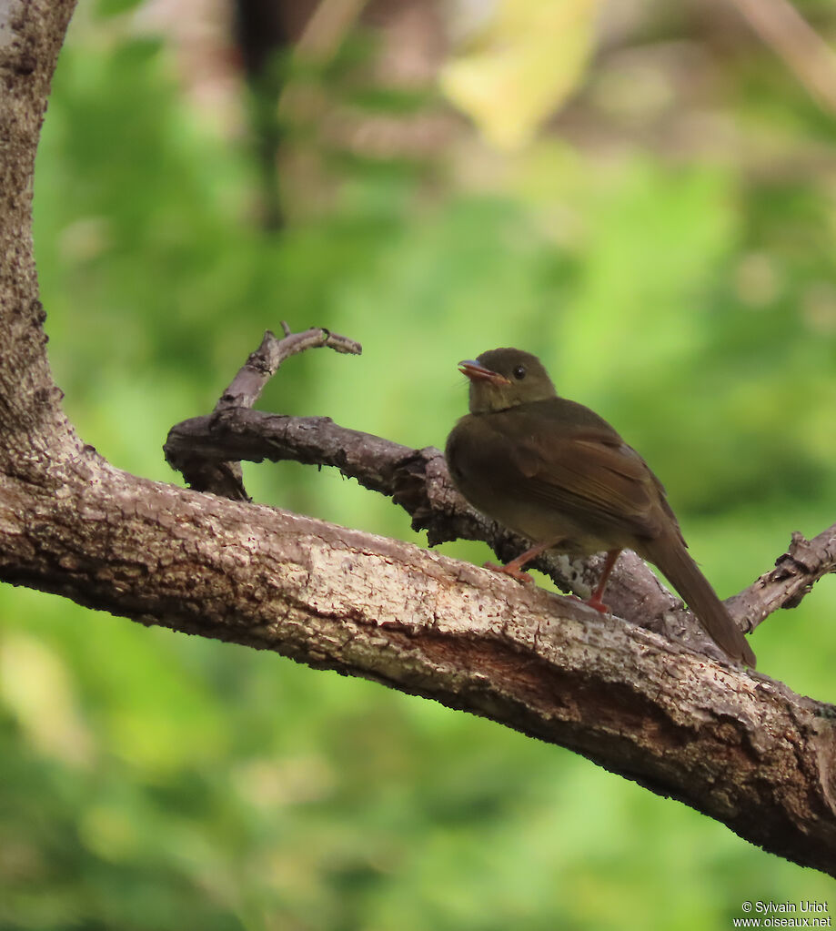 Little Greenbul