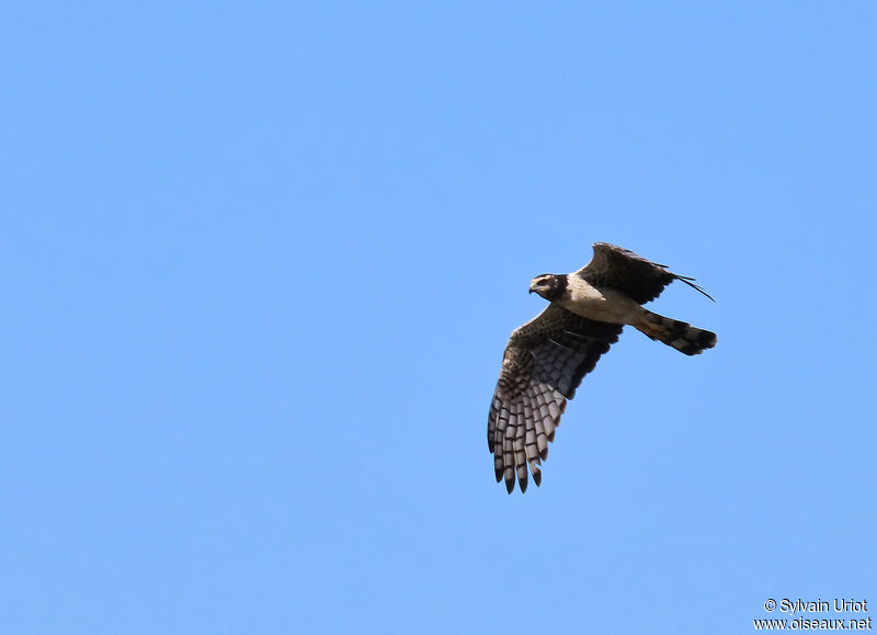 Long-winged Harrier male adult