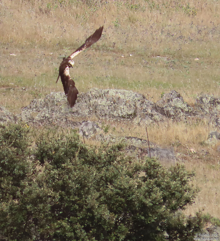 Western Marsh Harrier
