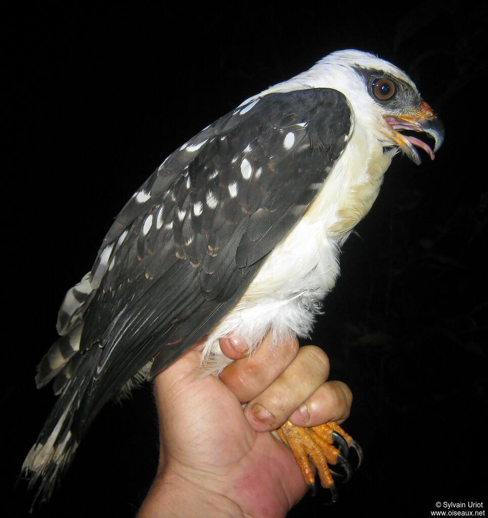 Buse à face noireadulte