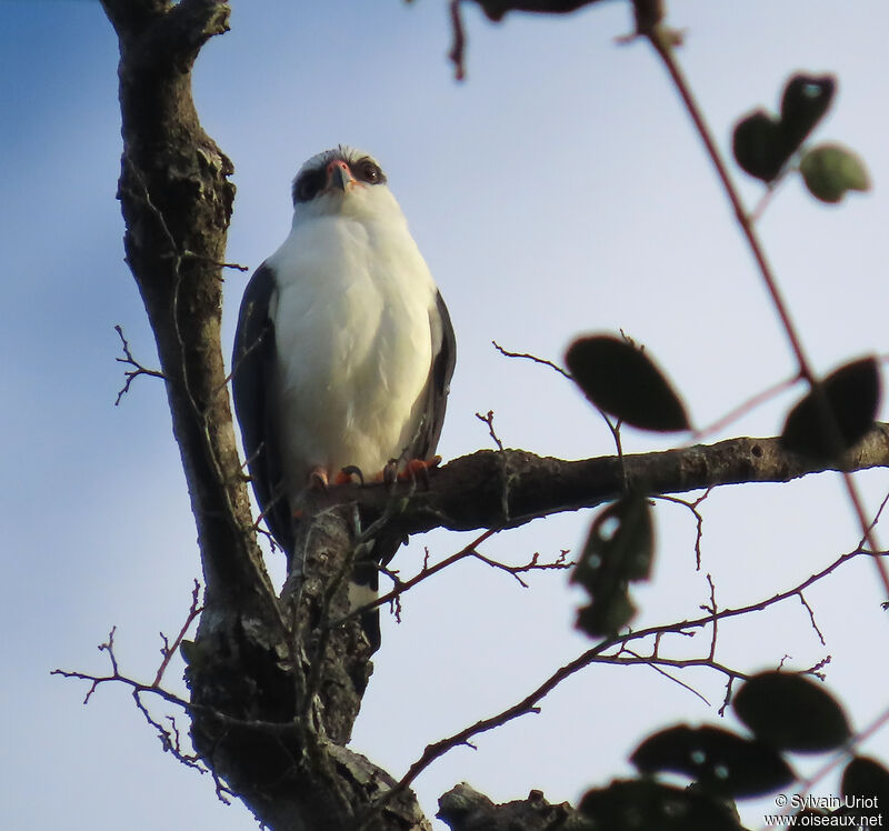 Black-faced Hawkadult