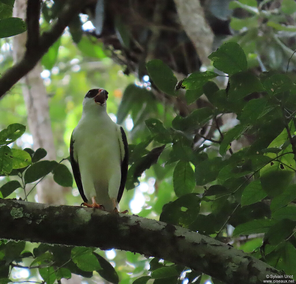 Buse à face noireadulte