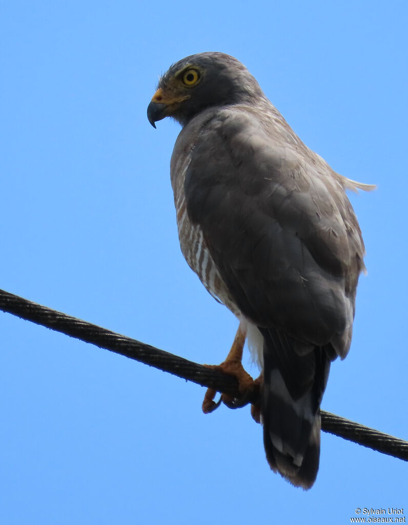 Roadside Hawkadult