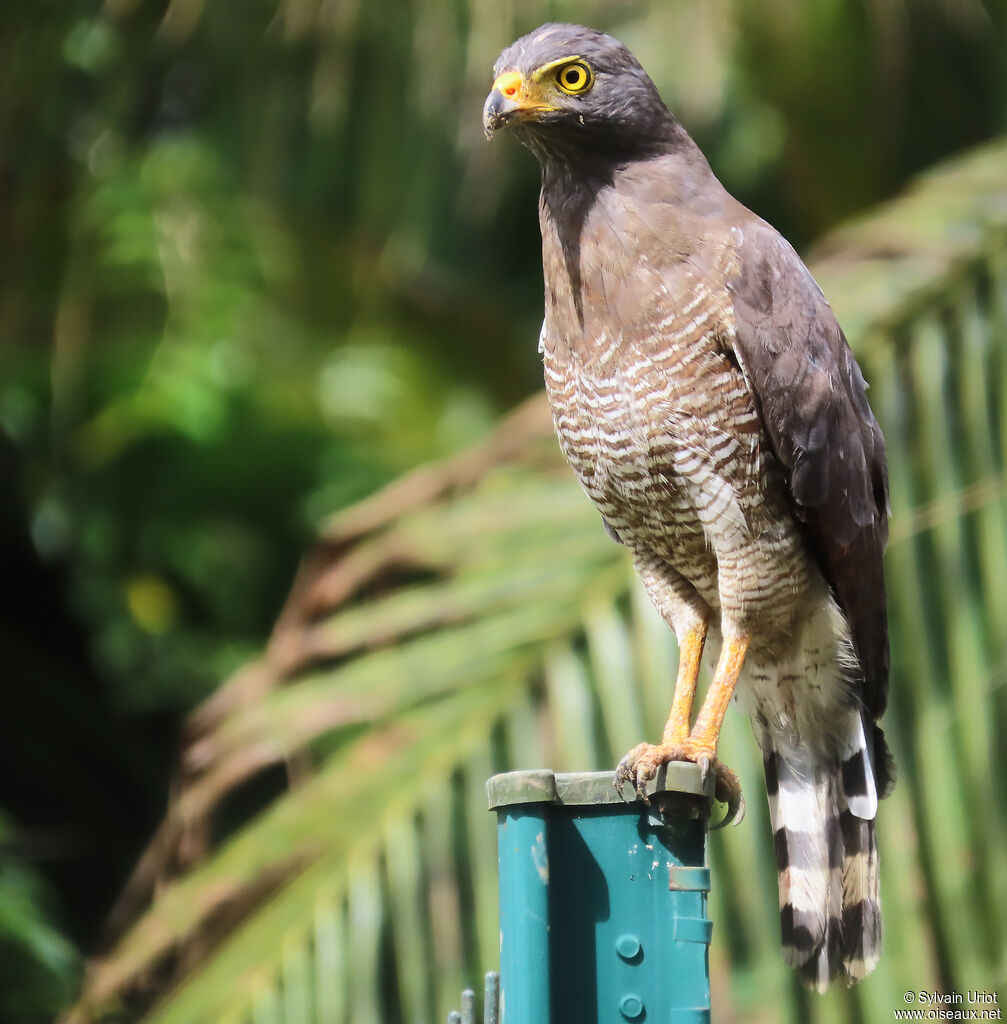 Buse à gros becadulte