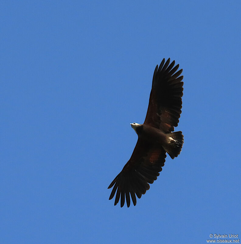 Black-collared Hawkadult