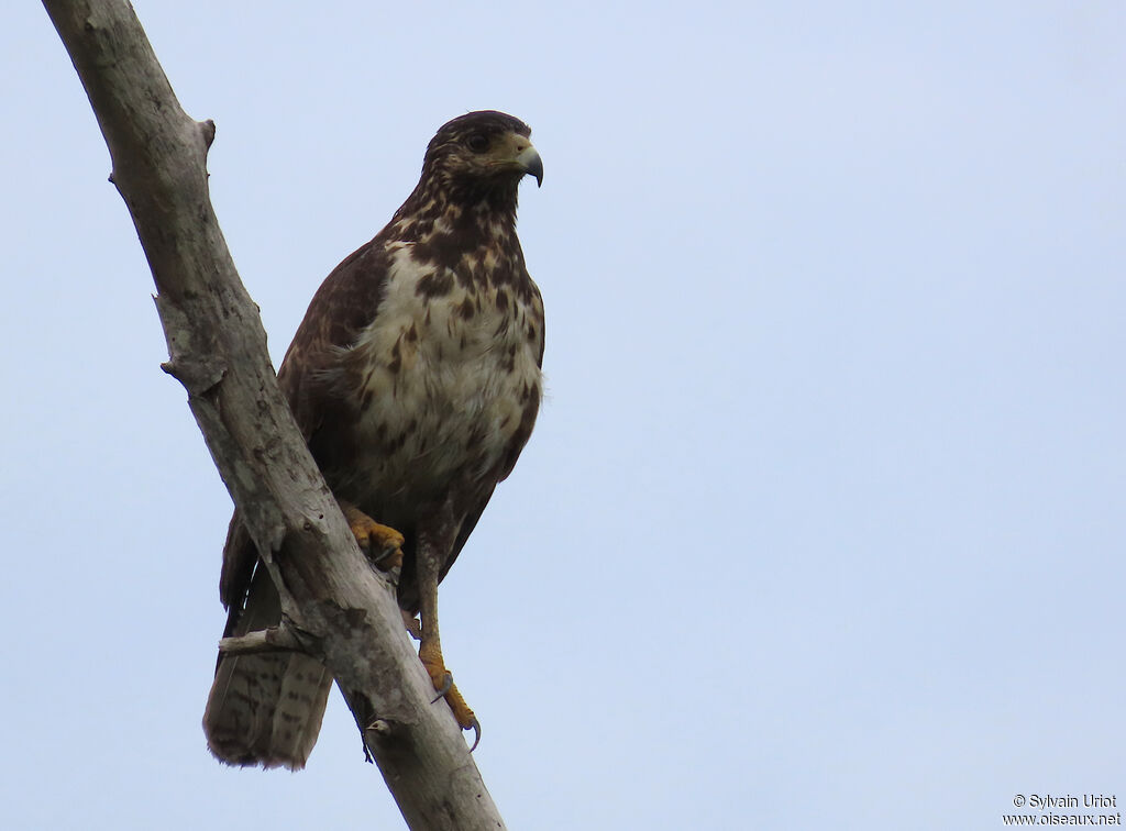 Rufous Crab HawkFirst year