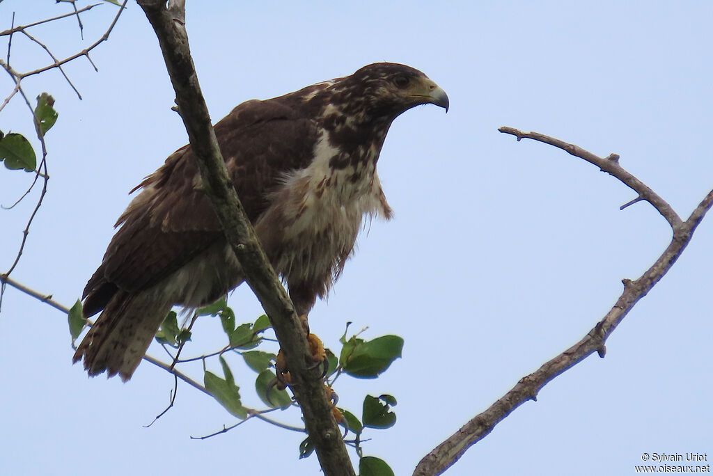 Rufous Crab HawkFirst year