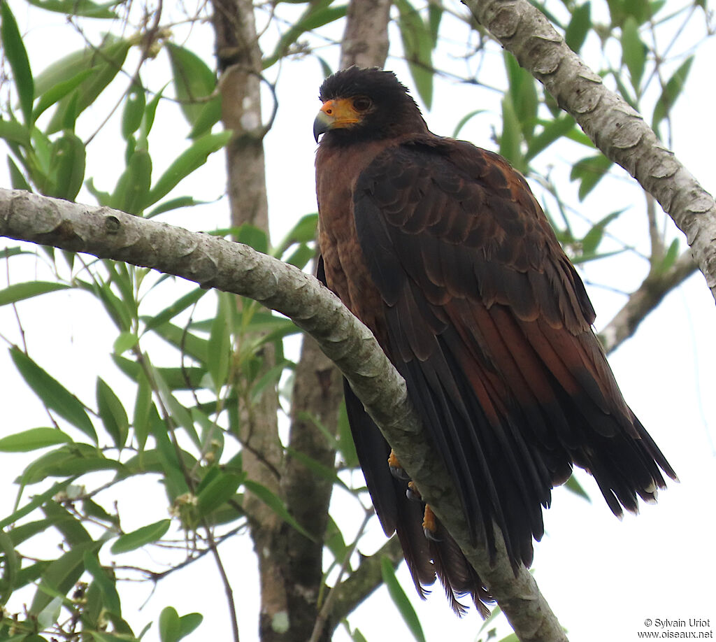 Rufous Crab Hawkadult