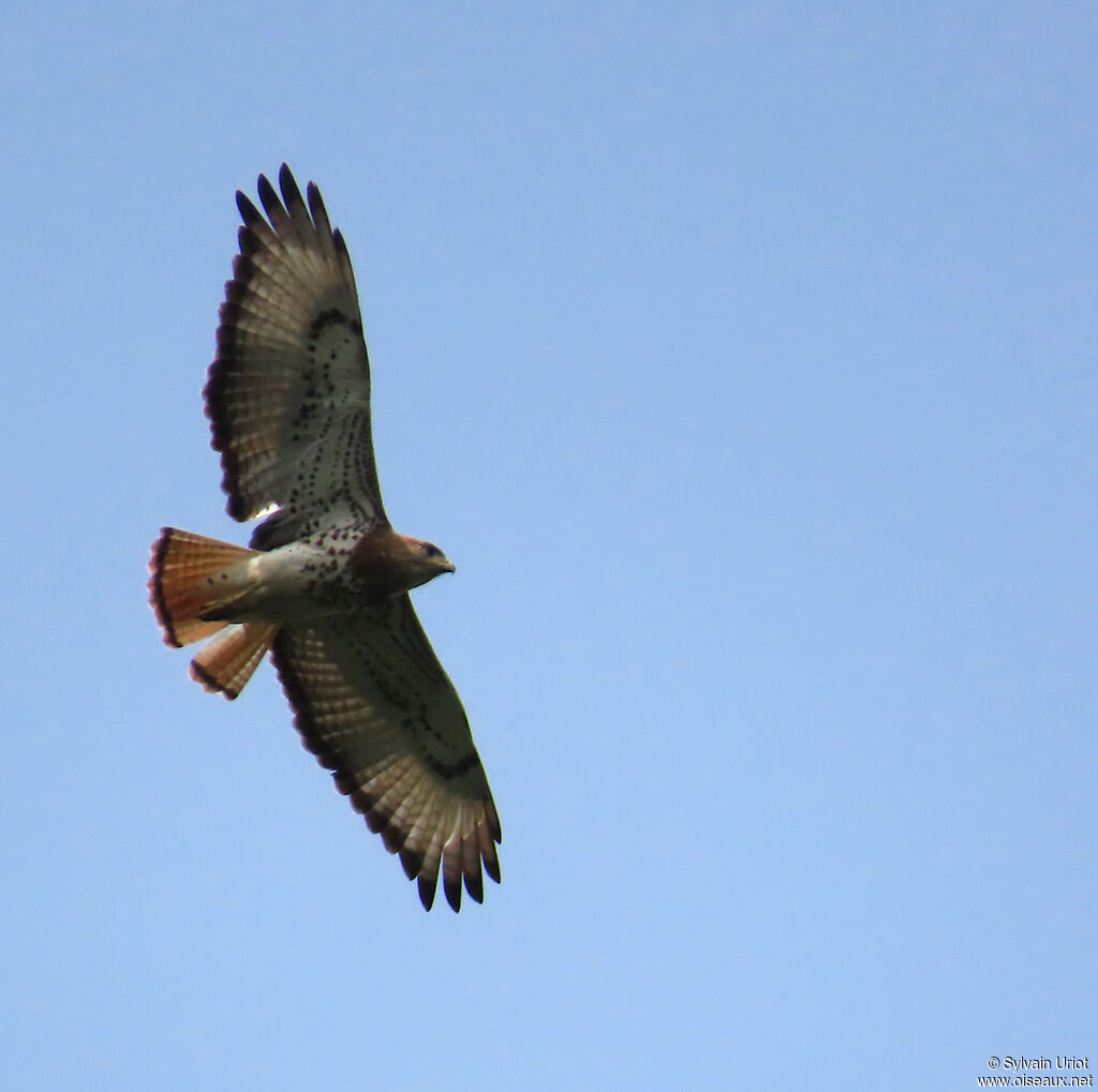 Red-necked Buzzardadult