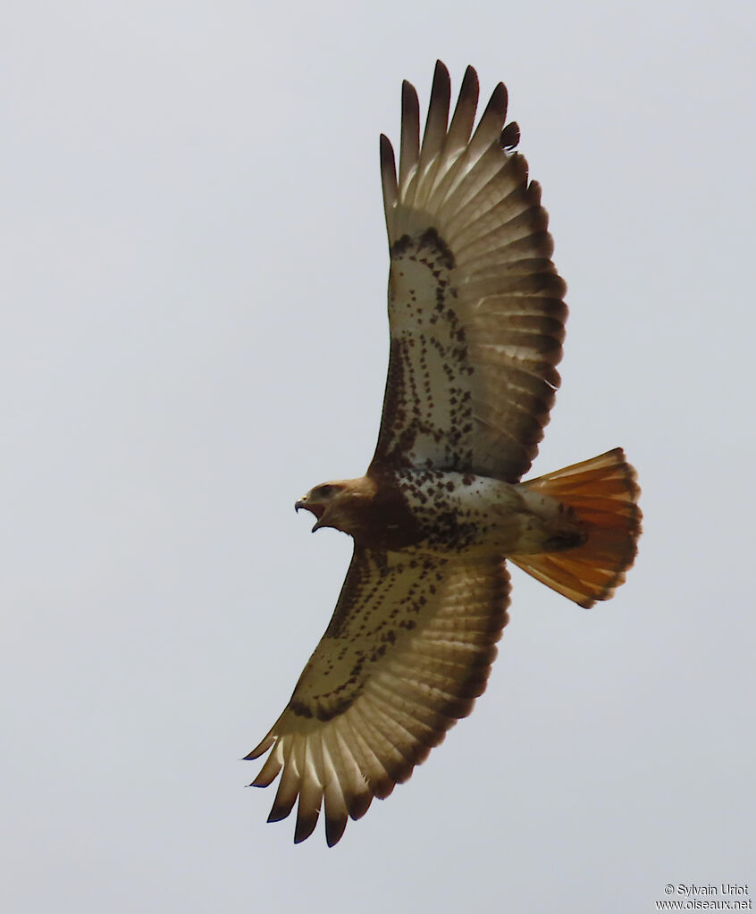 Red-necked Buzzardadult