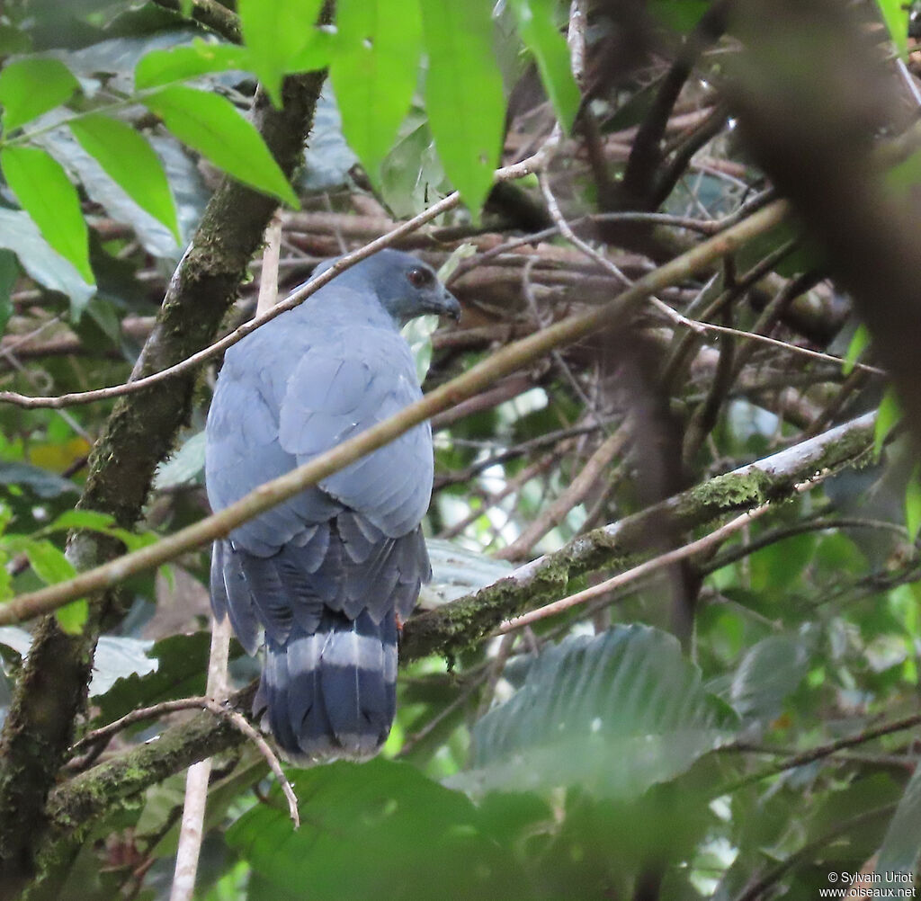 Crane Hawkadult