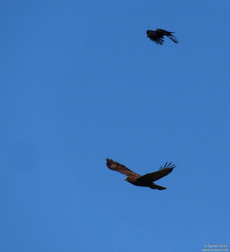 Buse variable