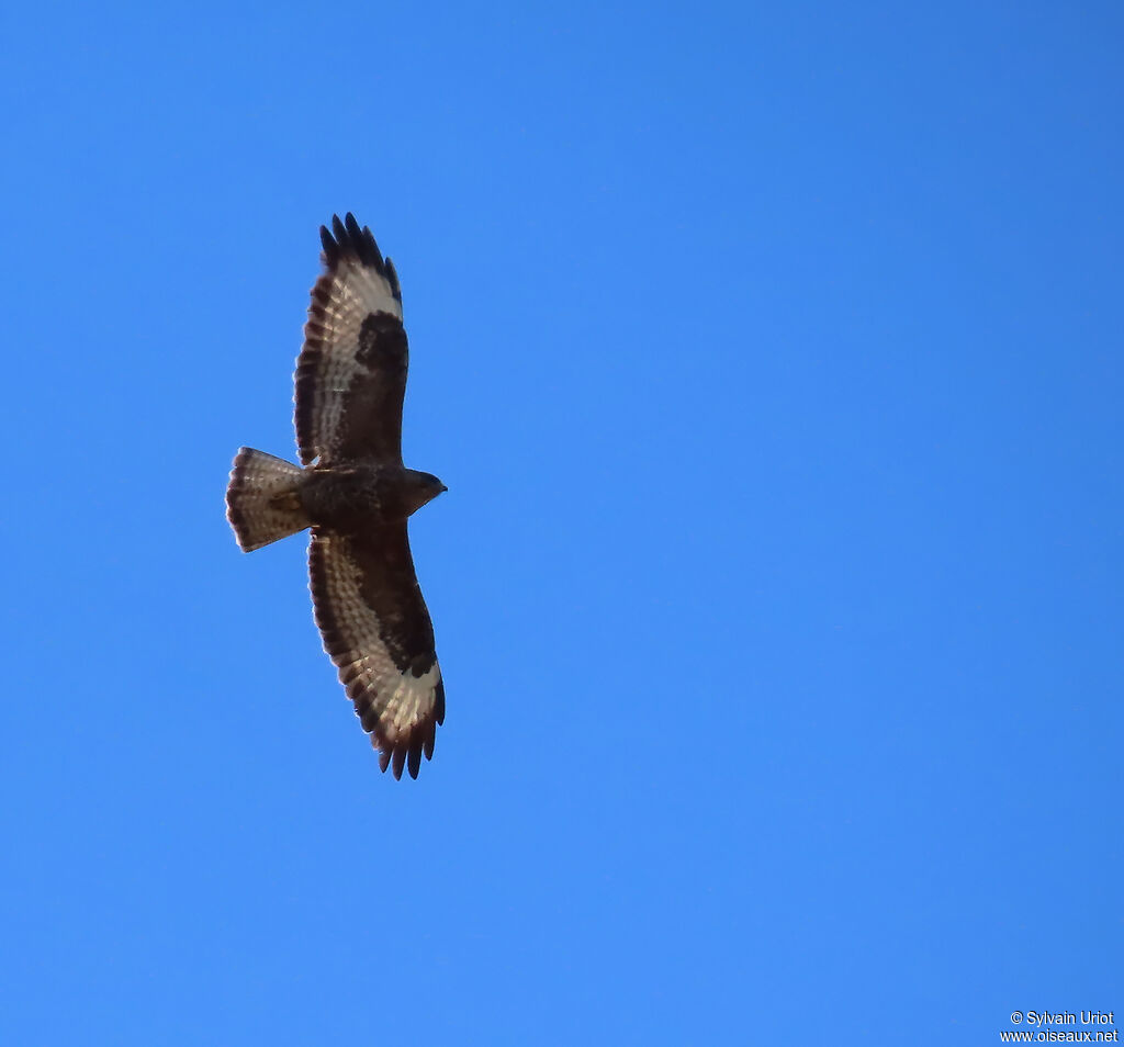 Buse variable
