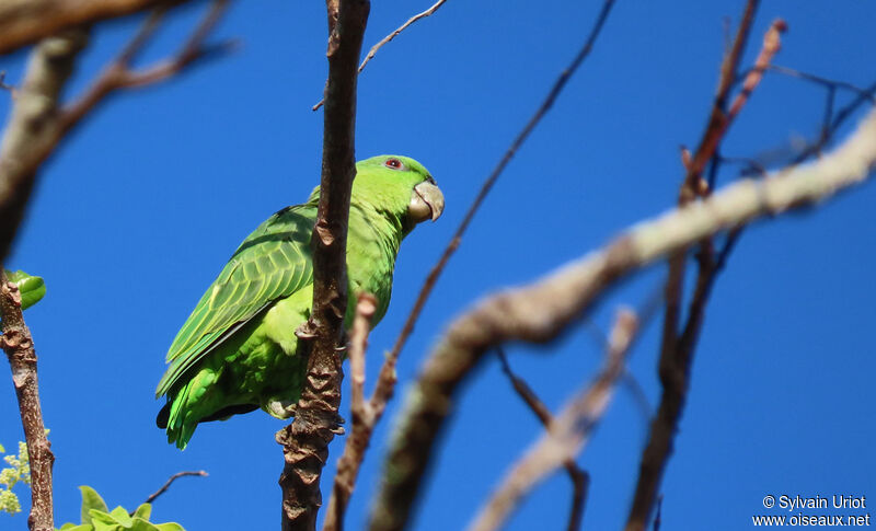 Short-tailed Parrotadult