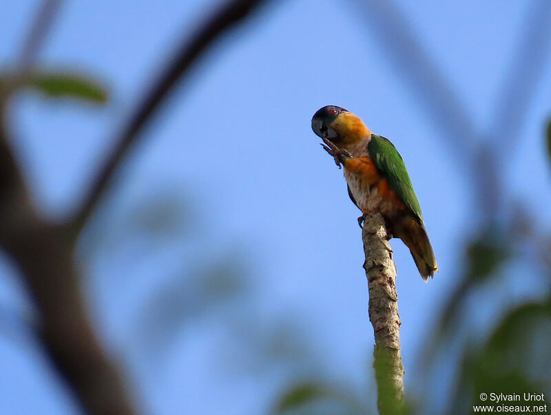 Black-headed Parrotadult