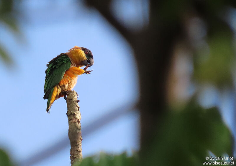 Black-headed Parrotadult