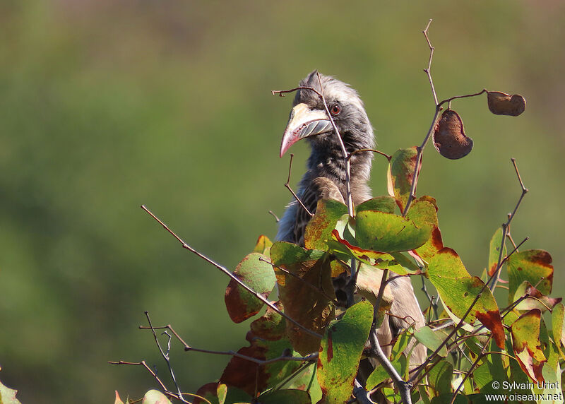 African Grey Hornbill female adult