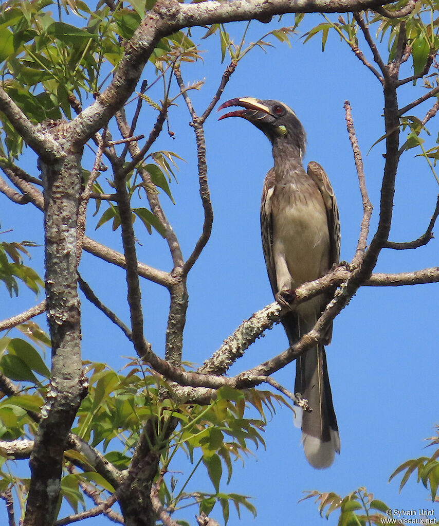 African Grey Hornbill male adult