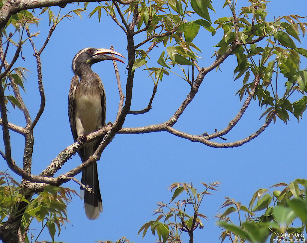 African Grey Hornbill female adult