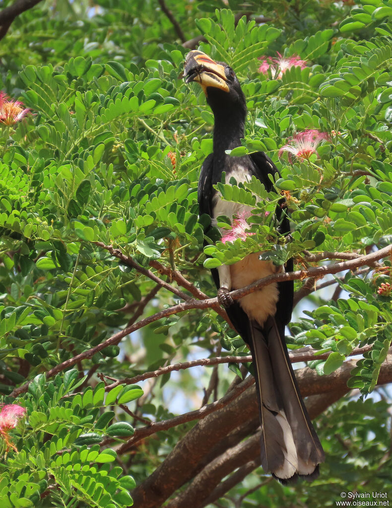 West African Pied Hornbilladult