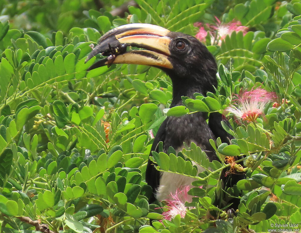 West African Pied Hornbilladult