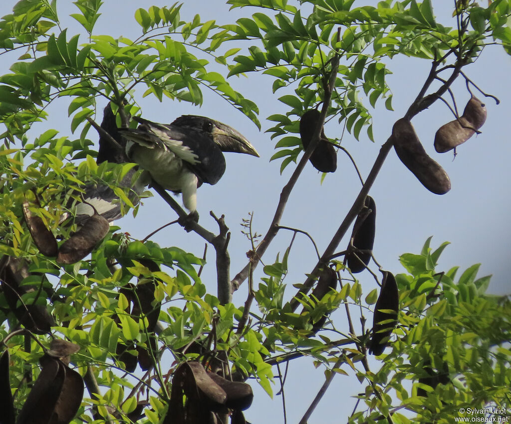 Piping Hornbilladult