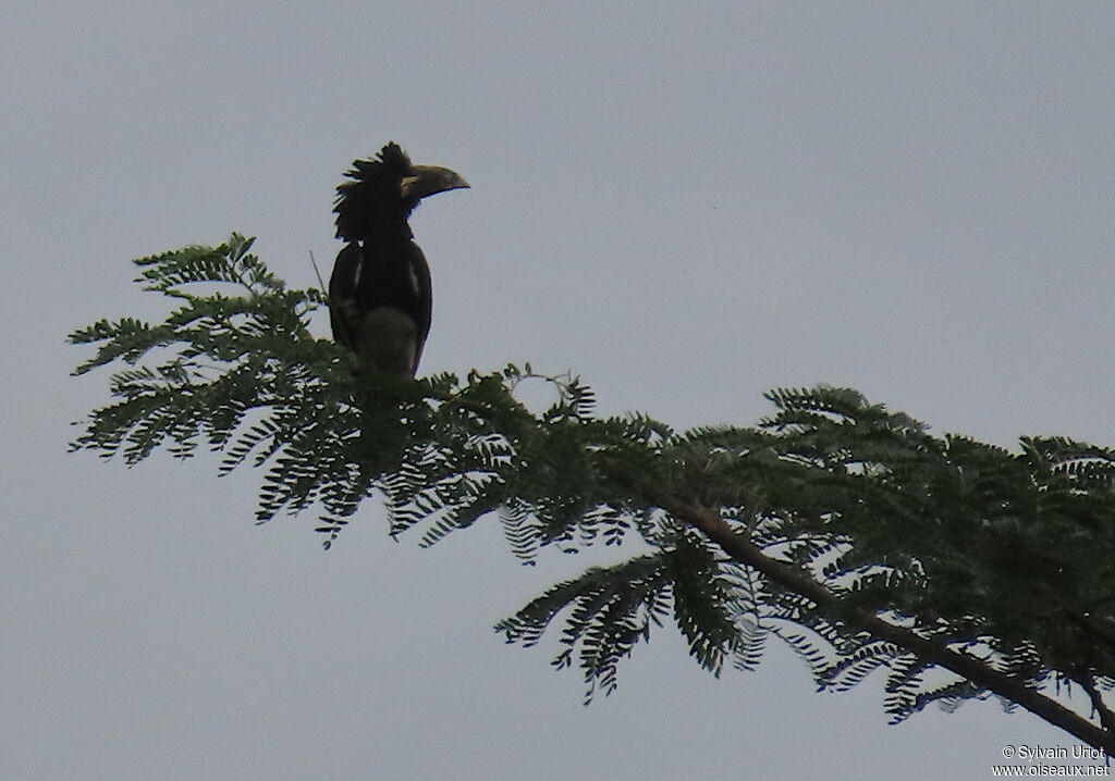 Piping Hornbilladult